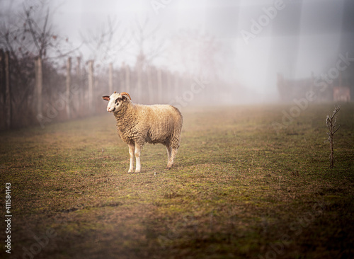Sheep in the field in winter