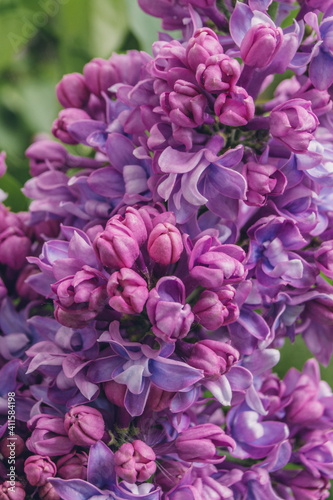Beautiful lilac flowers in spring time