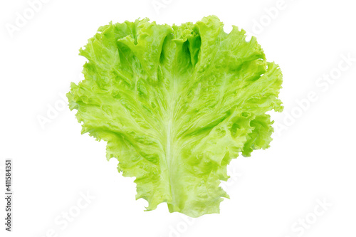 Lettuce. Salad leaf isolated on white background with clipping path