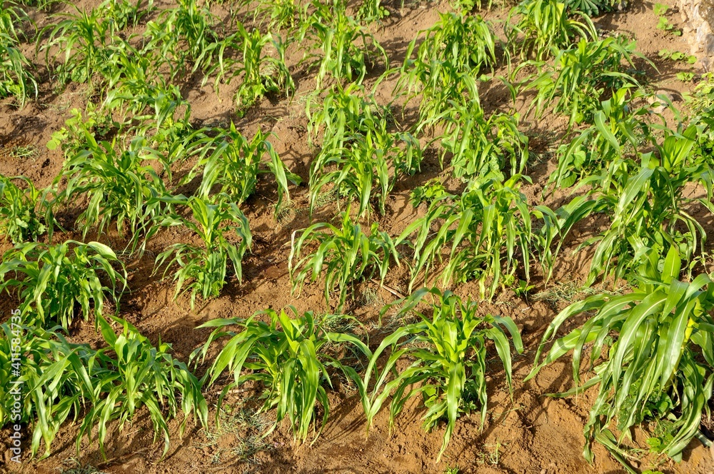 Baby Corn crops Baby Corn crops