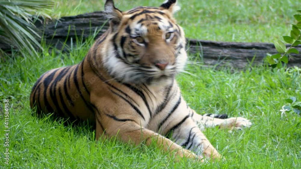 Tigre descansando en la hierba