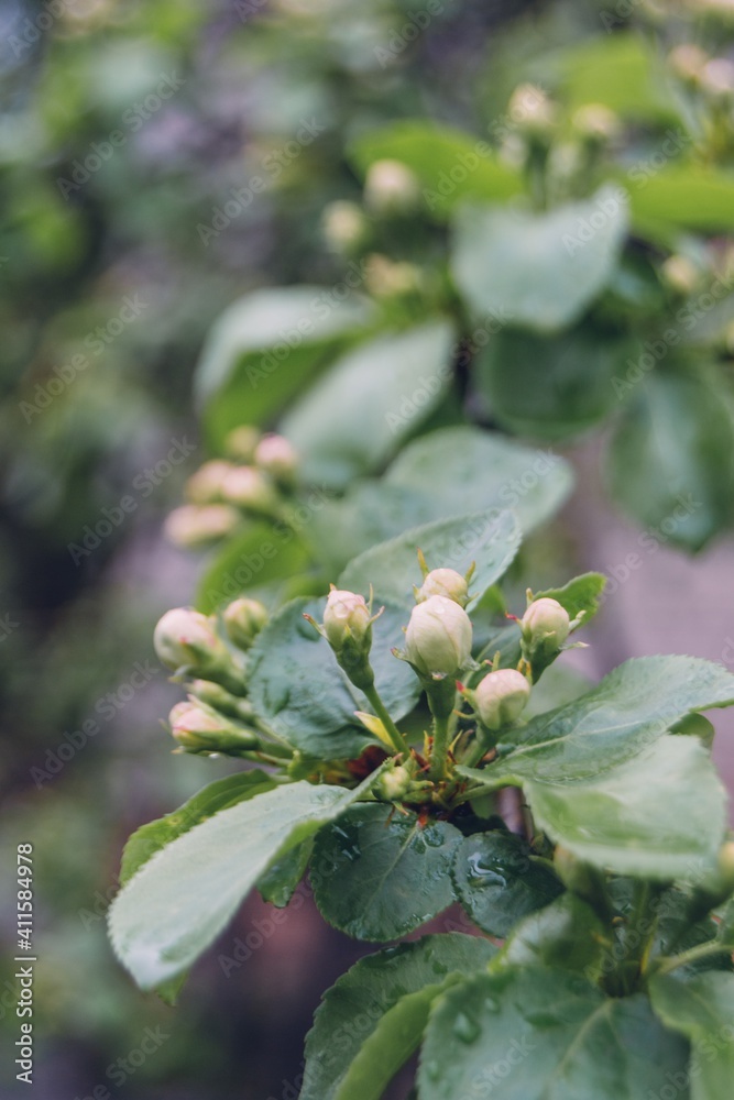 Buds of apple tree. Young green leaves blooming on the tree. Unblown bud of fruit tree in spring. Spring garden. first tree shoots Buds of apple tree. Young green leaves blooming on the tree. Unblown bud of fruit tree in spring. Spring garden. first tree shoots