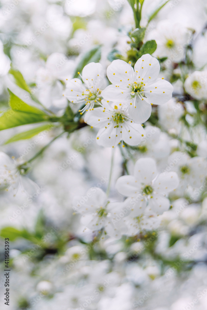 Spring white cherry flowers on trees. Beautiful, white spring flowers bloom on trees in the forest