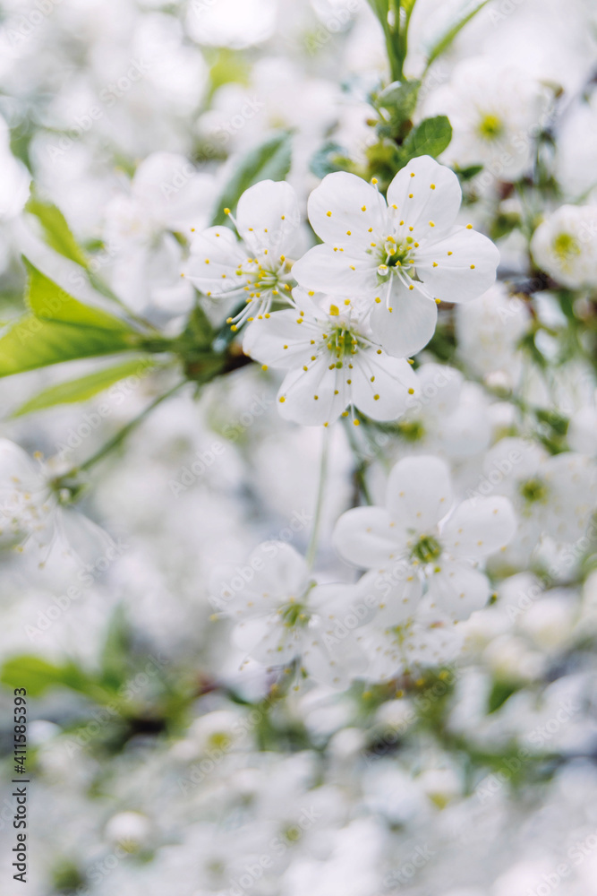 Spring white cherry flowers on trees. Beautiful, white spring flowers bloom on trees in the forest Spring white cherry flowers on trees. Beautiful, white spring flowers bloom on trees in the forest