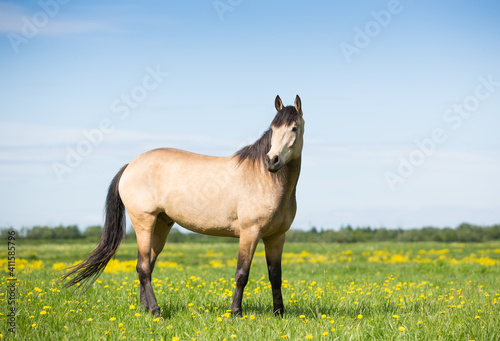 Horse in summer  flowering fields