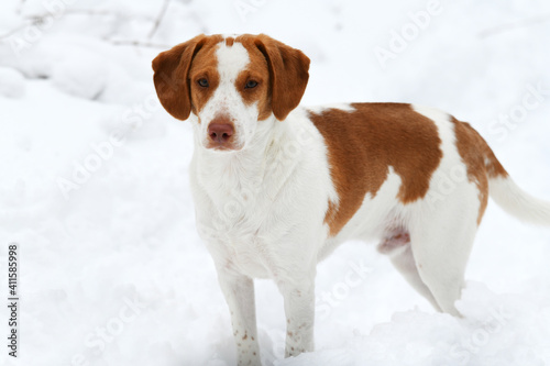 Fototapeta Naklejka Na Ścianę i Meble -   close up on dog in the winter snow