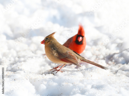 male and female red cardinal in the snow © nd700