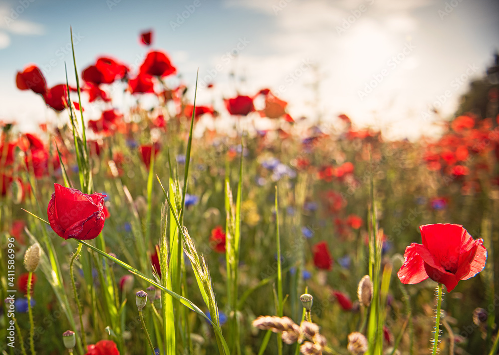 Fototapeta premium Nice colorful poppy field in spring