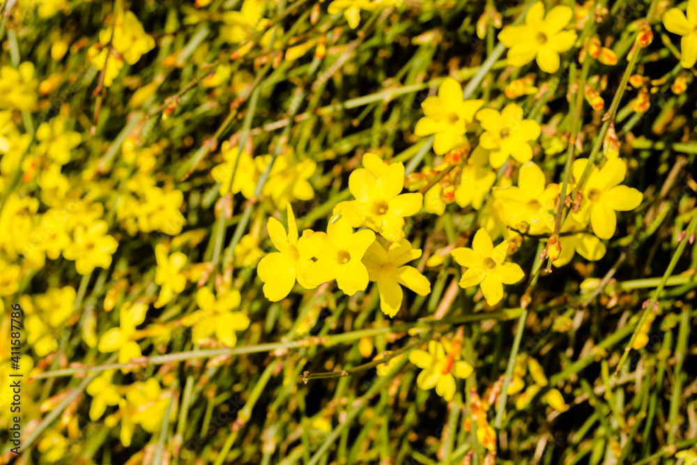 Obraz premium Tiny yellow blooming flowers, Jasminum nudiflorum, the winter jasmine 