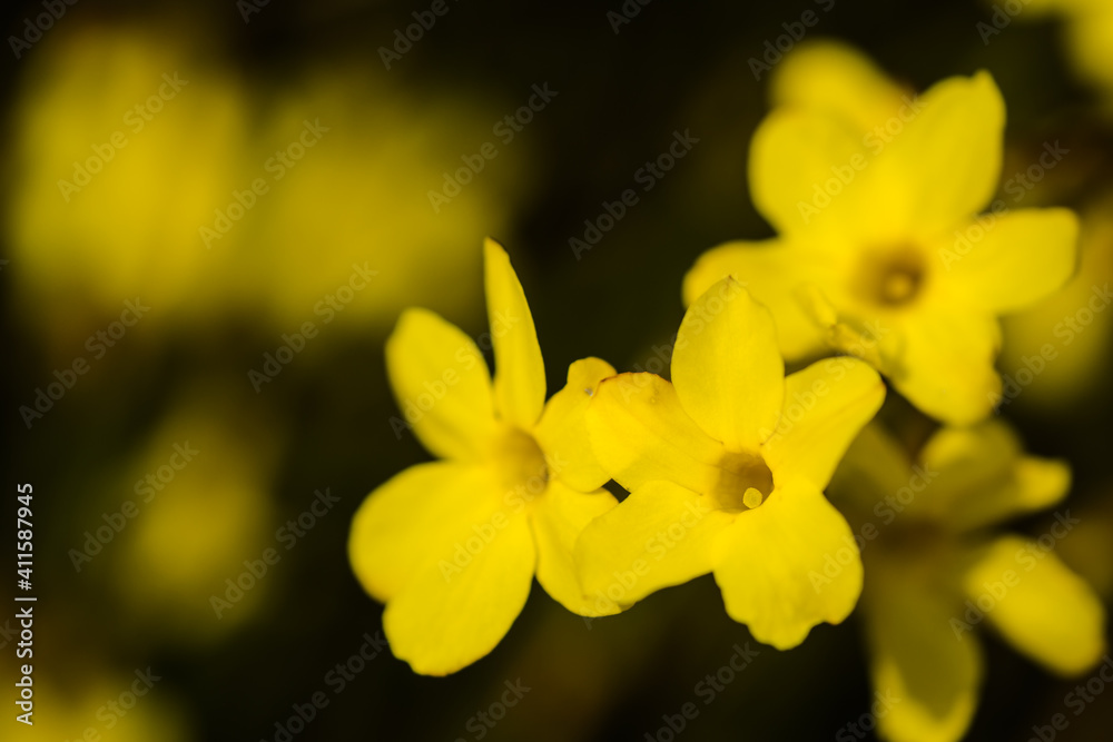 Tiny yellow blooming flowers, Jasminum nudiflorum, the winter jasmine 