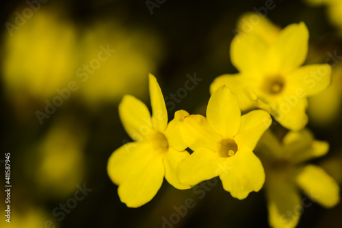 Tiny yellow blooming flowers, Jasminum nudiflorum, the winter jasmine 