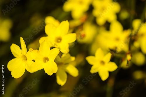 Tiny yellow blooming flowers, Jasminum nudiflorum, the winter jasmine 