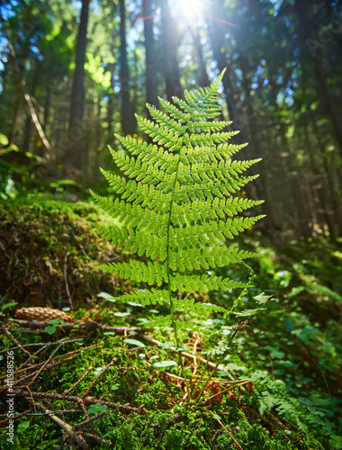 Detailed shot of a beautiful fern leaf illuminated by sunbeams. Bright spring sunbeams shine through the green leaves of ferns in the depths of a picturesque pine forest in the mountains.