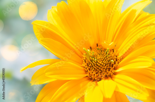 Beautiful yellow flower macro on abstract background  petals and flower stamens close-up.