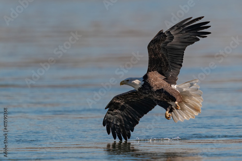  Bald Eagle Flying over the Susquehanna River