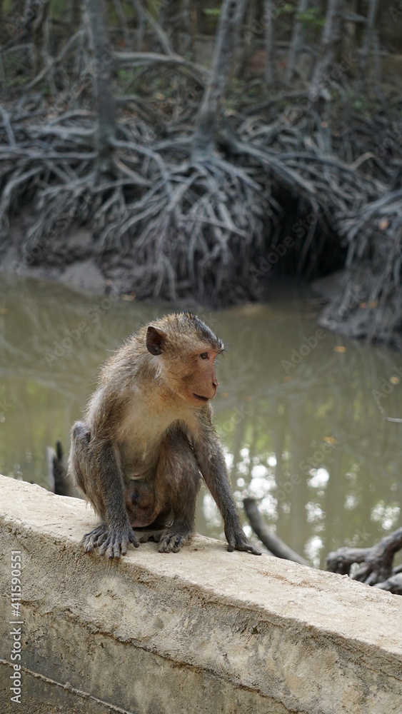 a macaque sitting on wall looking away in the Monkey Island Can Gio Mangrove Biosphere Reserve, Vietnam, January