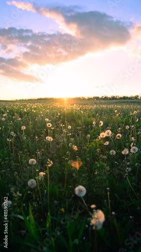 sunset over  dandelion meadow