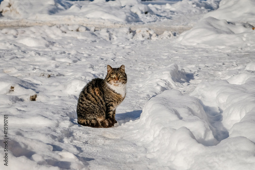 Beautiful cat sitting in the snow in sunny winter day