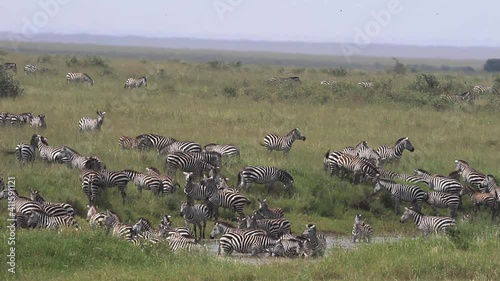 Zebra Migration on the Serengeti Plains