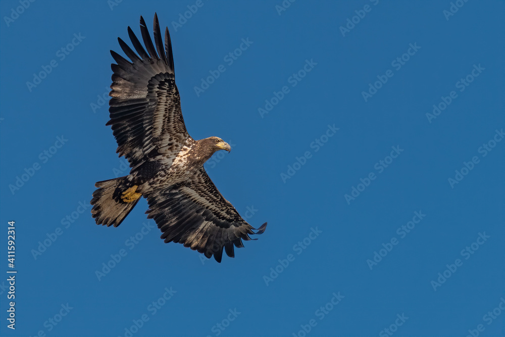 Juvenile Bald Eagle Flying in the Blue Sky over the Susquehanna River Juvenile Bald Eagle Flying in the Blue Sky over the Susquehanna River