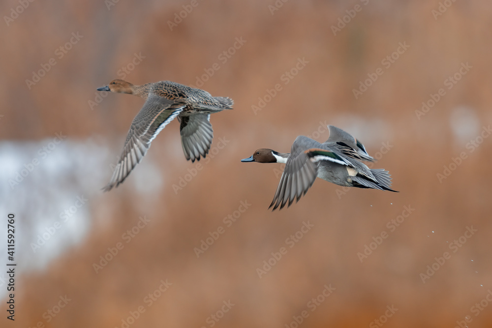 Northern Pintail pair in flight over wetland habitat Northern Pintail pair in flight over wetland habitat