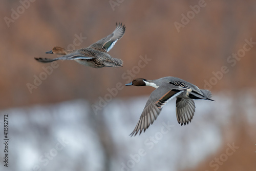 Northern Pintail pair in flight over wetland habitat