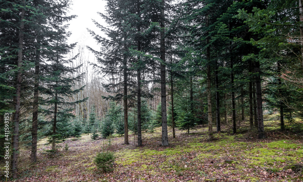 Fototapeta premium Wiederaufforstung im Nadelwald