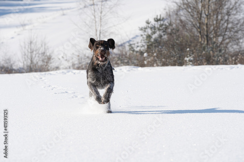 The German wirehaired pointer runs quickly in big strides through the deep snow right at the camera. The winter season is full of snow and frosty air. Front view.