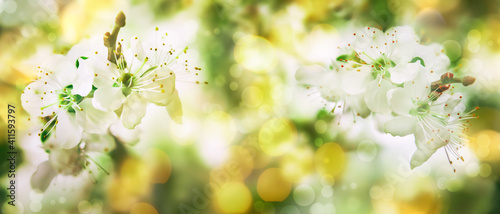 Spring blossom background. Beautiful nature scene with tender white flowers blooming tree in sunny day. Banner with copy space © 5ph