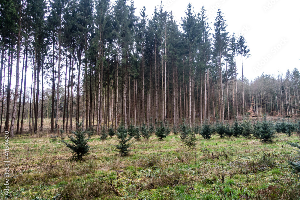 Wiederaufforstung im Nadelwald Wiederaufforstung im Nadelwald