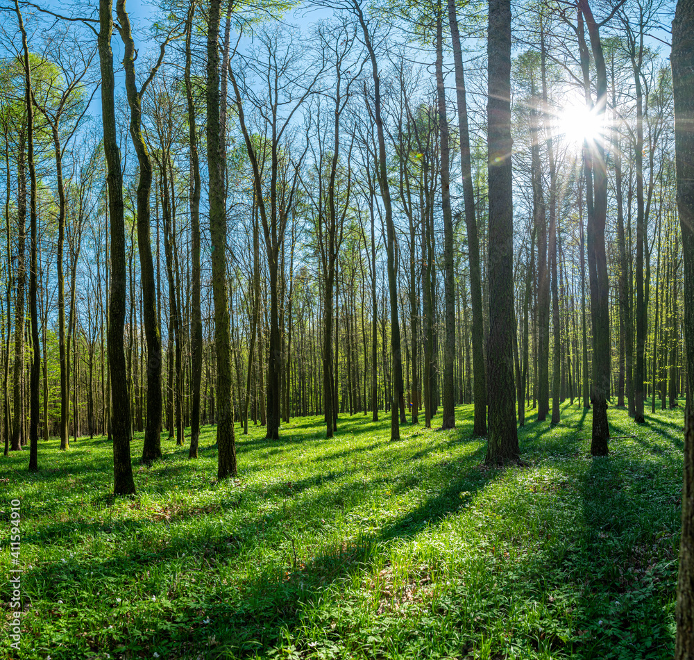 Obraz premium Spring forest with green graas and sun