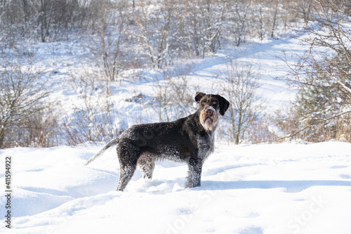 The dog stands in deep snow and watches the surroundings carefully. A trained hunting dog. The winter season is full of snow and frosty air. German wirehaired pointer.