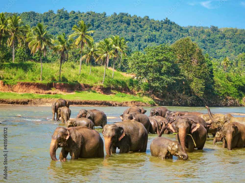 The elephants bathing in Pinnawala. Travel to Sri Lanka The elephants bathing in Pinnawala. Travel to Sri Lanka