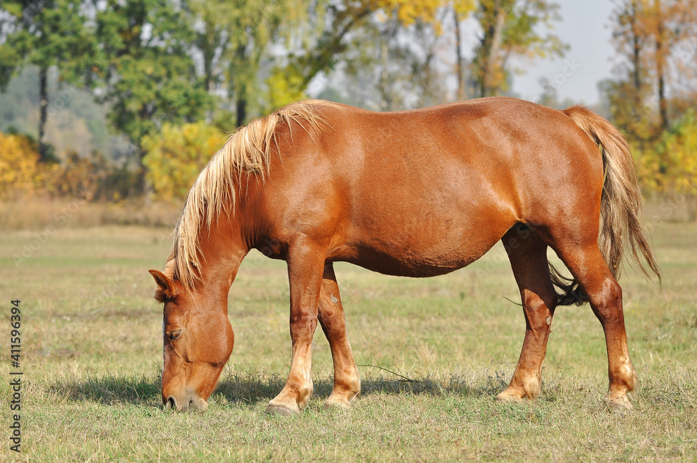 Heavy draft horse grazes on a pasture against the background of the autumn nature Heavy draft horse grazes on a pasture against the background of the autumn nature