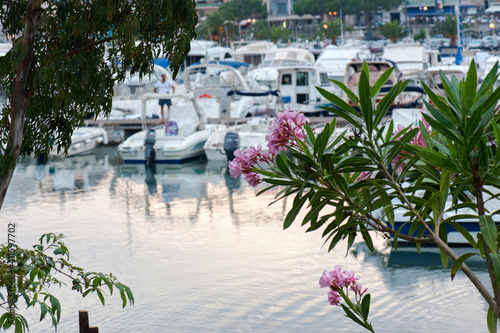 A glimpse of the harbor through the plants along the waterfront. Marina di Camerota, Italy.