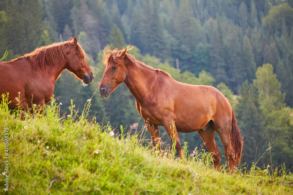 Fototapeta premium Cute horse in the Alps eating grass