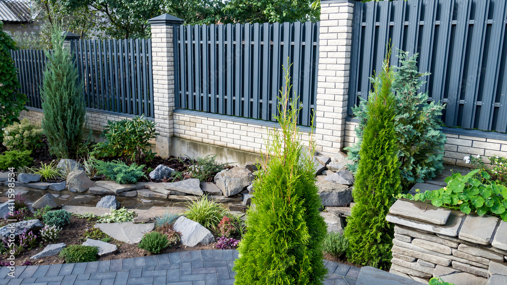 beautiful thuja occidentalis on the background of a modern fence made of metal profile.