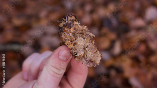 Mycelium being held in young man's hand with soft blurred background