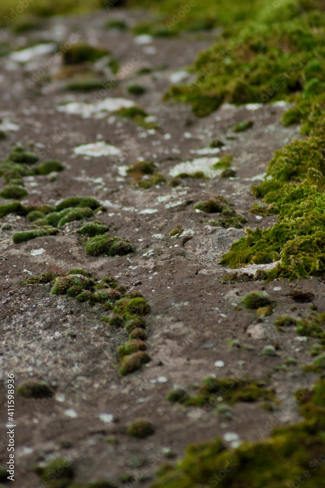 Close up moss on a grunge gray stone. Close up moss on a grunge gray stone.