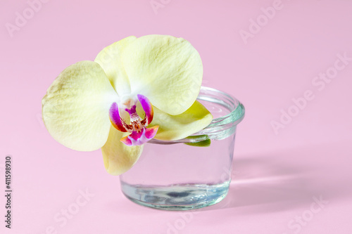 Phalaenopsis Orchid Plant blossom or Moth Orchid in glass pot. minimal concept