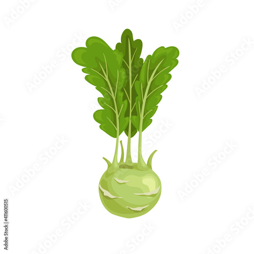 Kohlrabi cabbage. Illustration of fresh farm vegetable. Eco turnip cabbage. Vector illustration for markets, prints, packages. Isolated on white background.