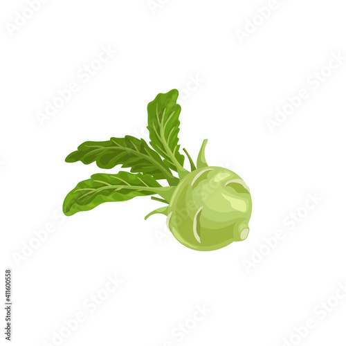Kohlrabi cabbage. Illustration of fresh farm vegetable. Eco turnip cabbage. Vector illustration for markets, prints, packages. Isolated on white background.