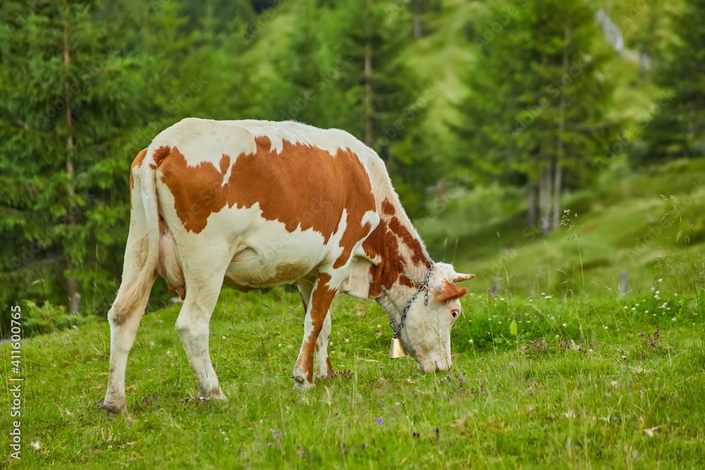Brown and white cows on a beautiful green alpine meadow in Austria. Mountains on background. Brown and white cows on a beautiful green alpine meadow in Austria. Mountains on background.