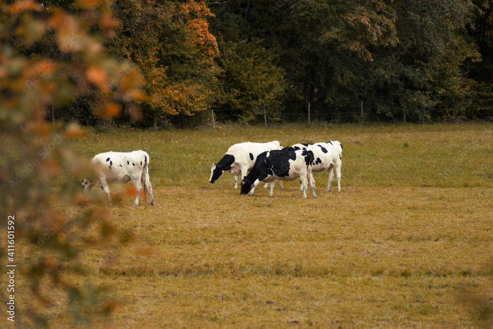 Calm cows on a posture framed in vegetation. Autumn colorful ambiance