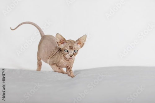Little kitten Sphynx - Felis catus - hairless cat. Kitten on a white background.