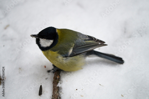 yellow titmouse on a snow