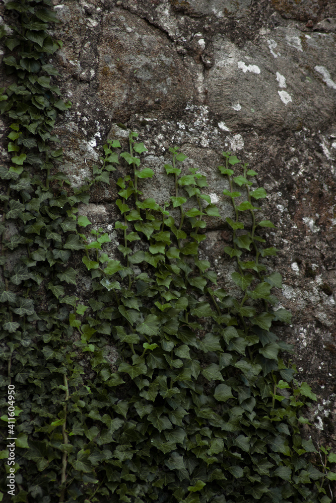 Close-up of the ivy leaves over the gray stone texture. Daytime. Close-up of the ivy leaves over the gray stone texture. Daytime.