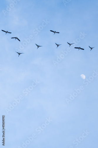 birds in the sky on a sunny day.