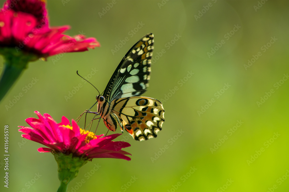 Monarch orange butterfly and bright summer flowers on a background of blue foliage in a fairy garden. Macro artistic image. Monarch orange butterfly and bright summer flowers on a background of blue foliage in a fairy garden. Macro artistic image.