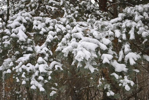 snow on pine branches in the forest. blur